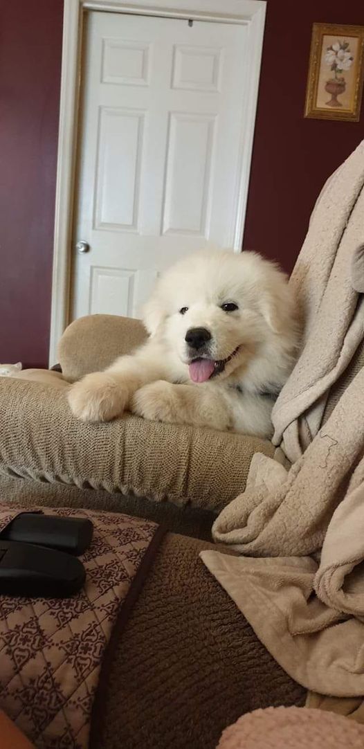 Marshmallows come in all shapes and sizes. 🤍
#GreatPyrenees