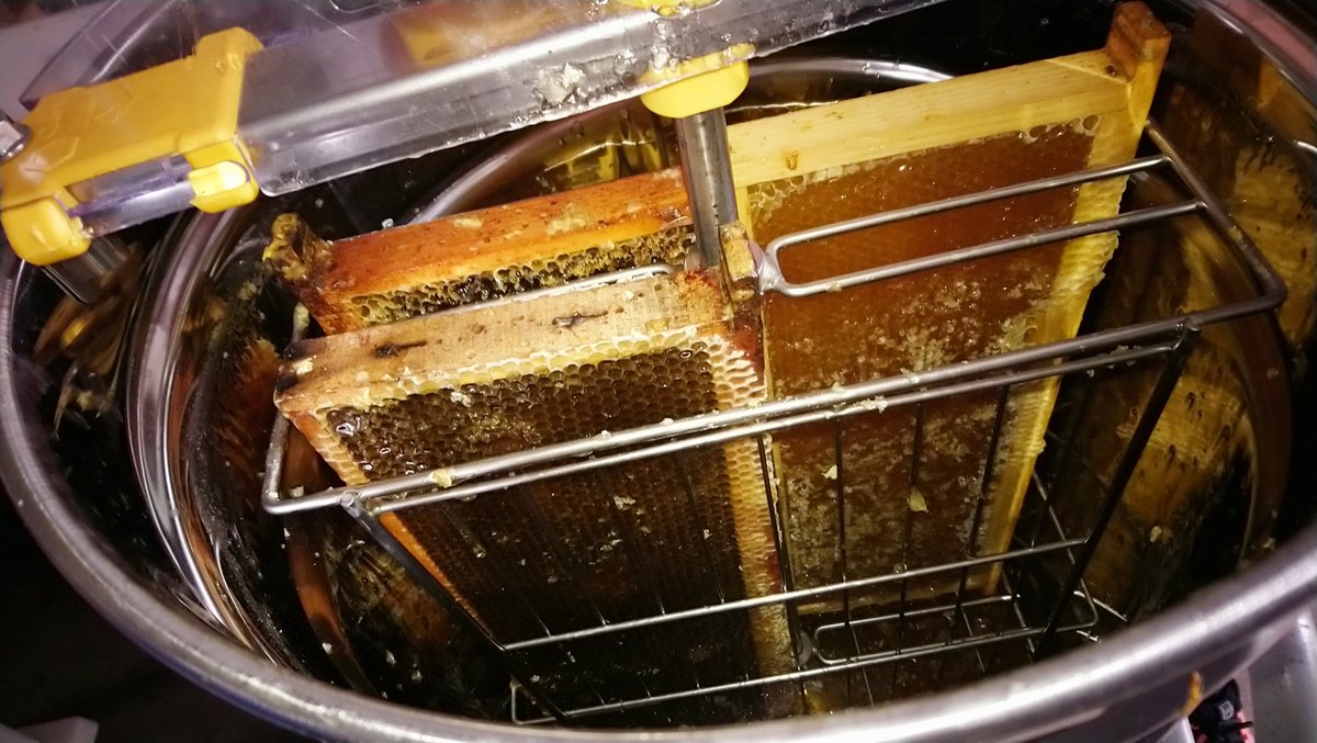 stjosephambert's tweet photo. Extraction du miel de notre rucher pédagogique avec des élèves apiculteurs en herbe, d'autres venus par curiosité, d'autres encore par gourmandise, pour apporter main forte pour désoperculer, centrifuger, filtrer, et parfois goûter le miel des abeilles du collège @VilleAmbert https://t.co/wRCyw2PCOw