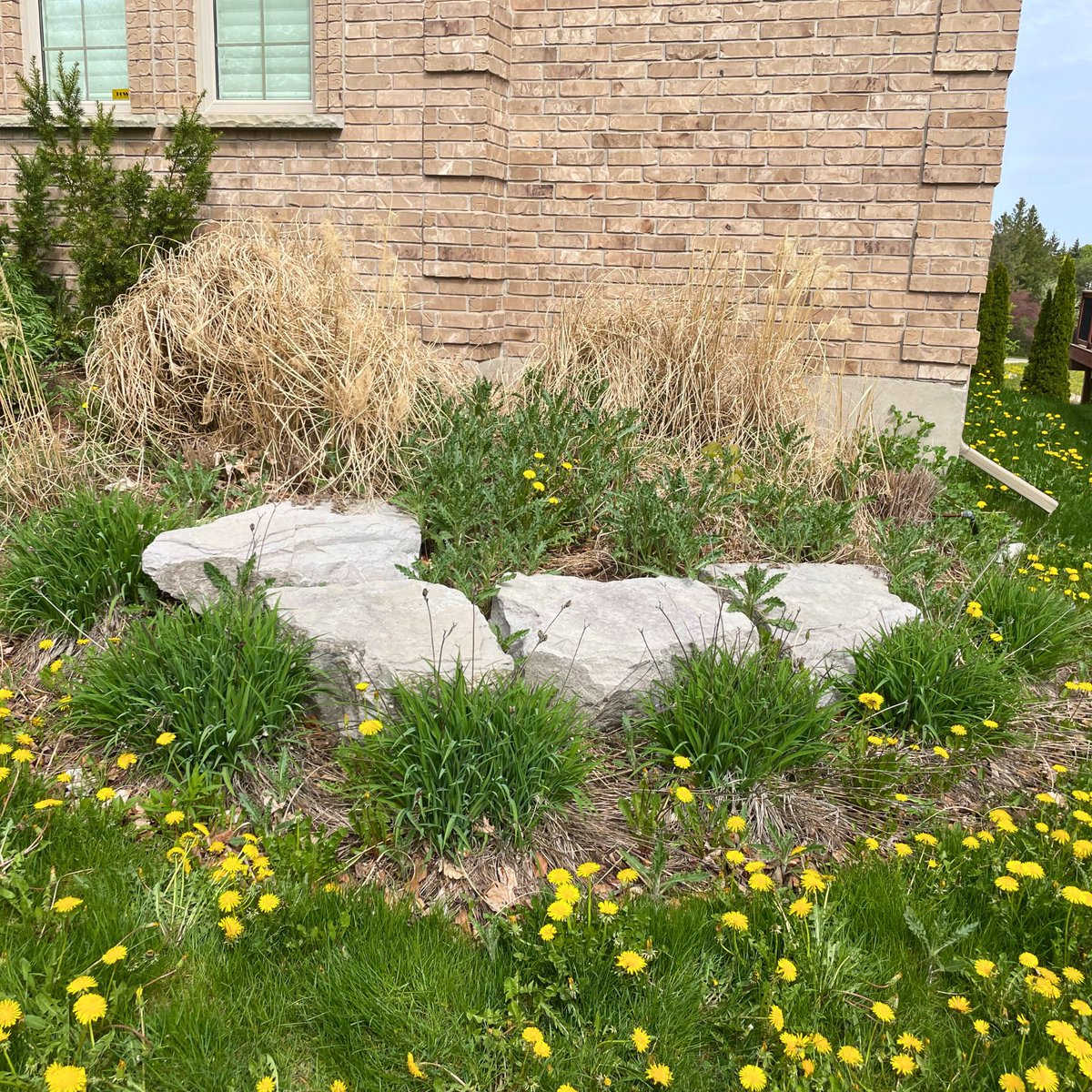 In Our Backyard | Garden & Yard Services tweet media