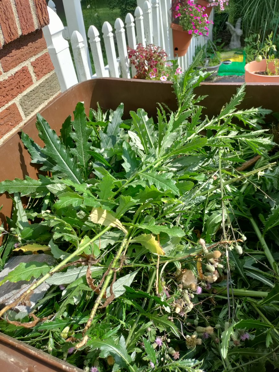 Moving the stream time back an hour to 6PM EST. I just finished helping my mom/grandma with some weeds... A garbage can full of thistles in two hours ain't bad but I'm now disgusting and need a shower 😅