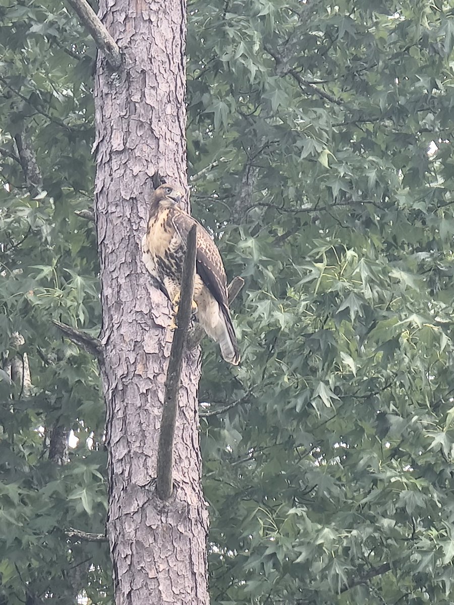 ChainAnalyzer's tweet image. 😈