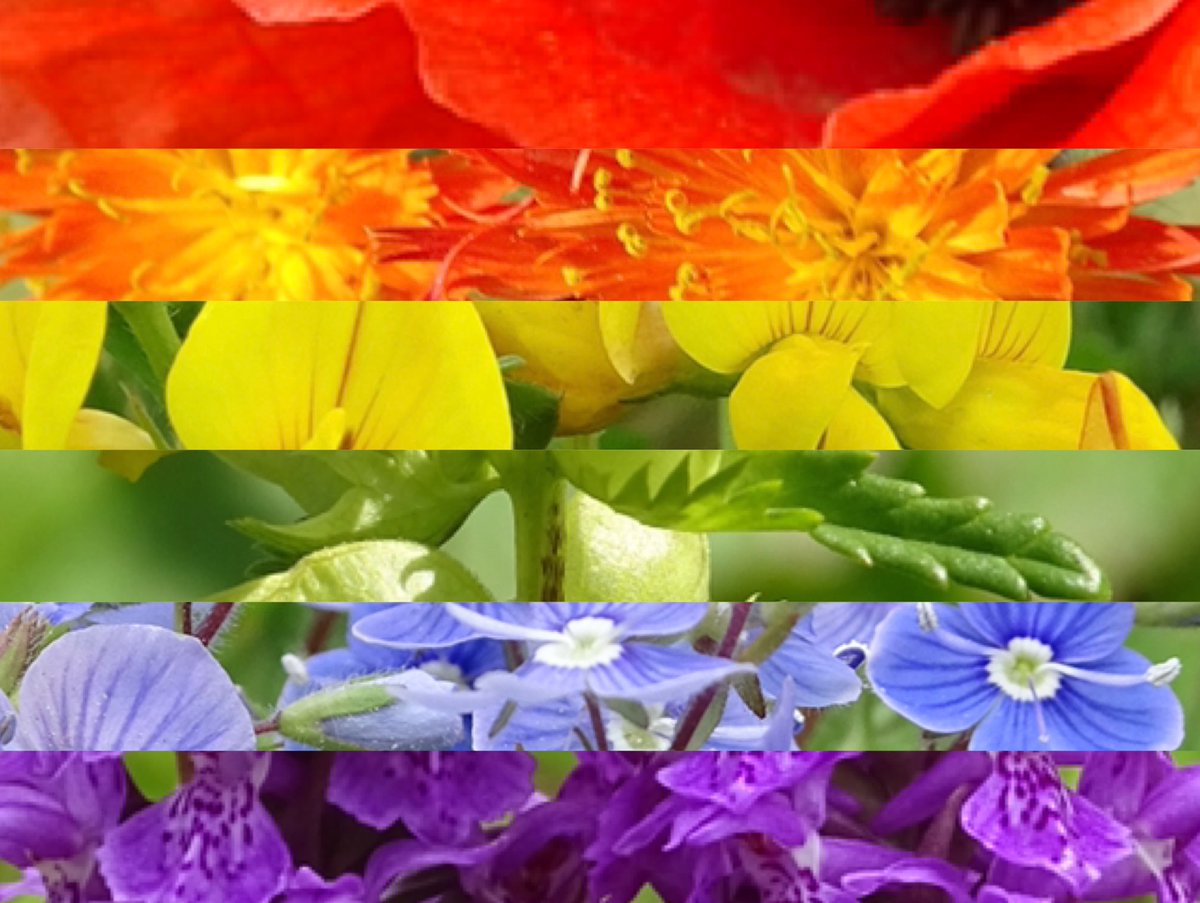 Closing out #PrideMonth, with this celebration of colour from our meadow at the National Museums Collection Centre. 

#Pride #NationalMeadowsDay #NMCCbiodiversity  🏳️‍🌈🌿