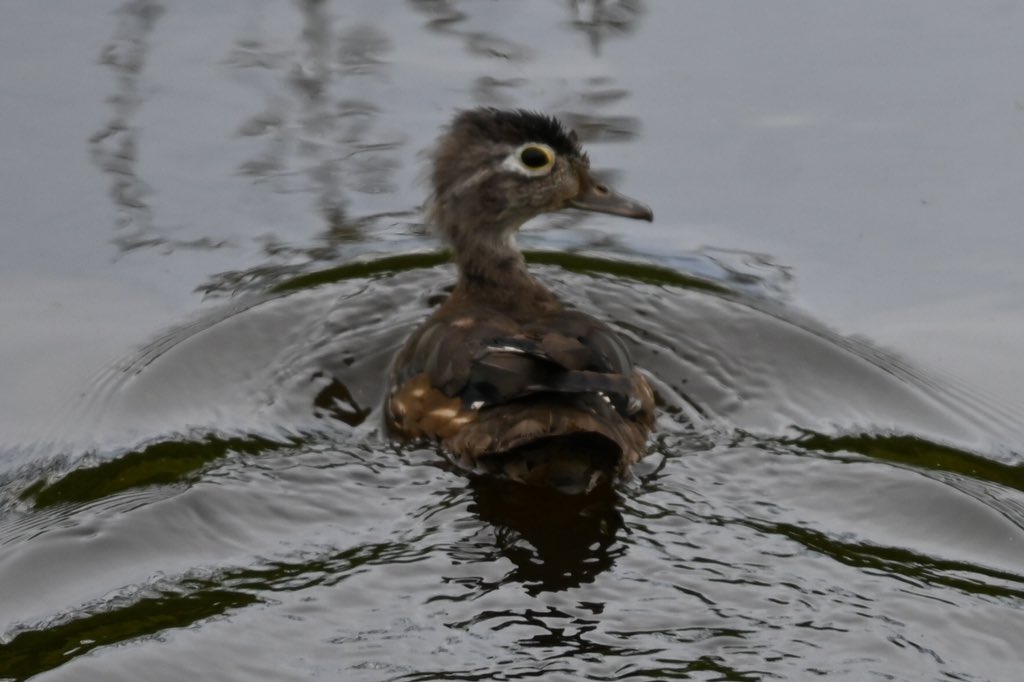 cgcrd's tweet photo. Wood Duck Chick
#TwitterNatureCommunity 
#twitternaturephotography 
#birds 
#birdwatching #birdphotography #BirdsOfTwitter #BirdsSeenIn2023 #wildlifephotography #NaturePhotography 
#colonyfarm https://t.co/vUUgxiTZuv