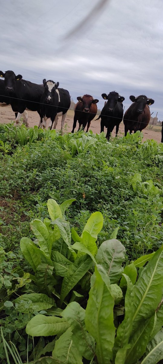 Algo más lindo que la ganadería!? 💫
Ensayo de cultivos de cobertura: 
Fecha de siembra: 11/05 
🔸Rabanito forrajero
🔸Rabanito forrajero + vicia
🔸Rabanito forrajero + vicia + centeno 

<a href="/GentosArg/">Gentos Argentina</a>