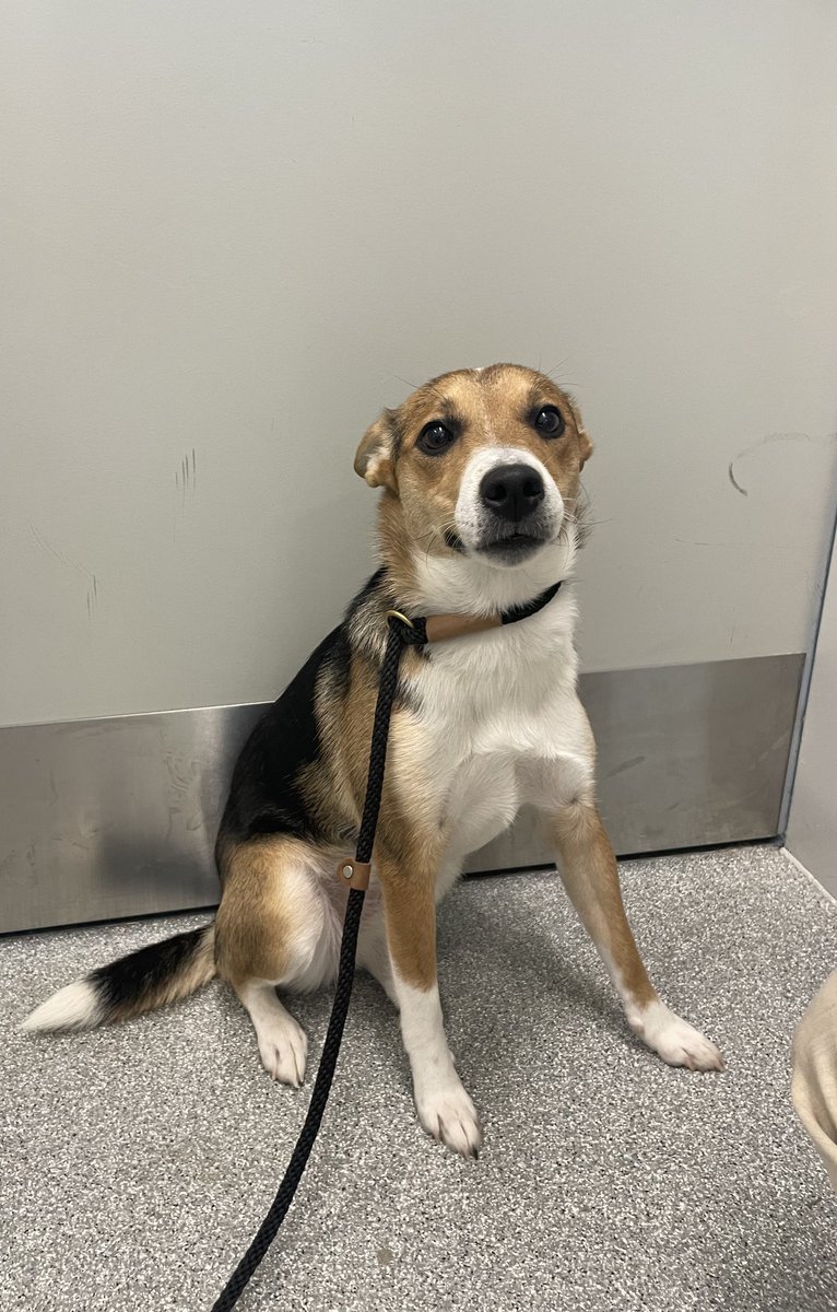 This young brown, black & white terrier/hound mix female dog was found on Willow Rd June 30. If she's yours or you have any info contact #Guelph Humane Society at 519-824-3091 or lostandfound@guelphhumane.ca  (shelter ID 53651990)