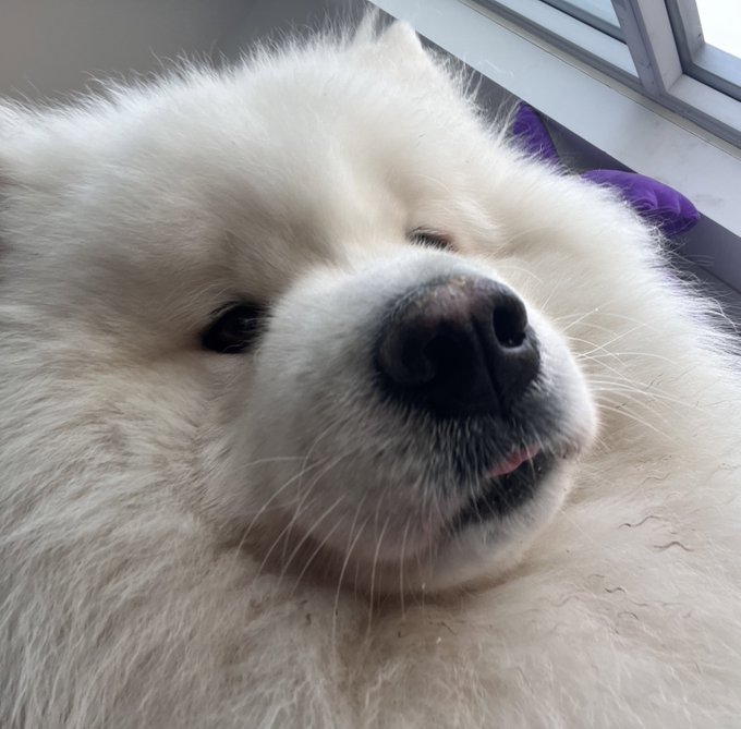 show me your pet&rsquo;s blep https://t.co/oZ7STRhwlB