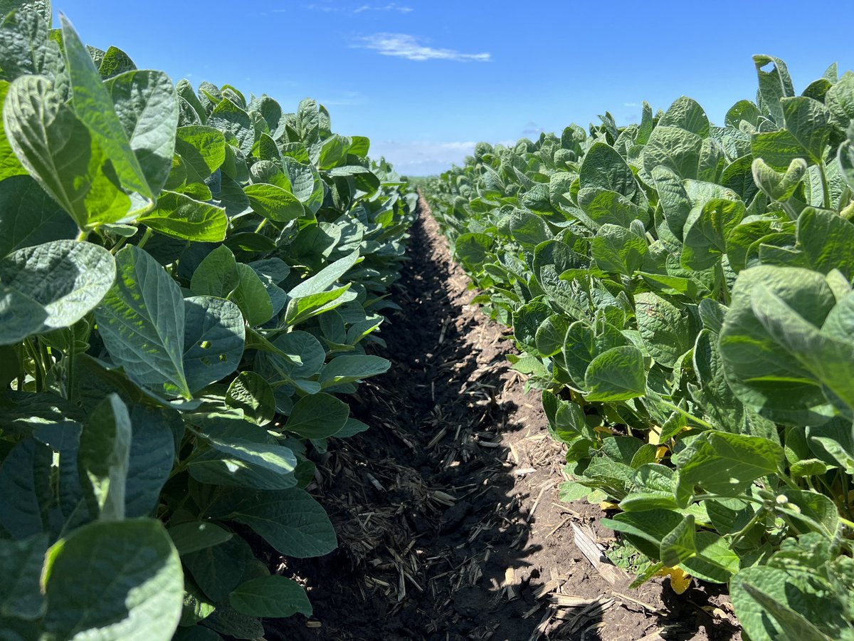 Todd Nitsch tweet media