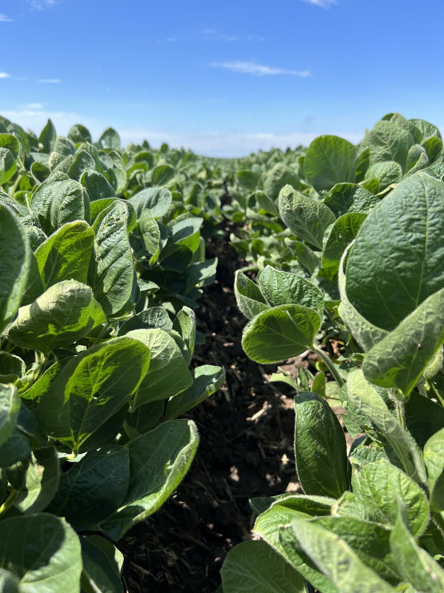 Todd Nitsch tweet media