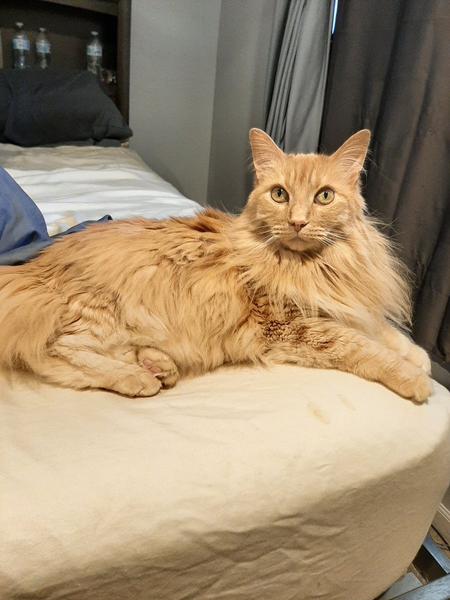 mandasofdoom's tweet photo. Sup
#CatsOfTwitter #Cat #beautiful https://t.co/h0eUuvxFQb