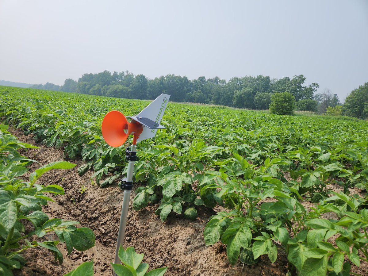 Farm visit today! Potatoes 🥔 in Ontario are looking great!!! Let's see yours. 📷

#Potatoes #ontag #cdnag #AgTwitter #agtech #innovation