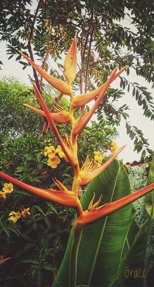 Heliconia