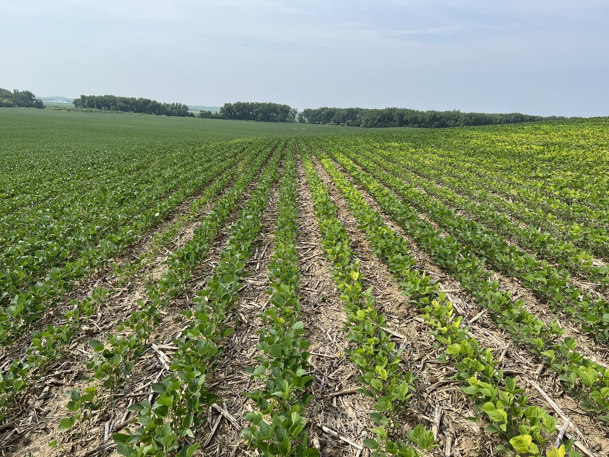 #Soybean IDC (iron deficient chlorosis) is a real problem in Central and Northern Plains (pics taken last week near Pender, Nebraska)
Solution?: #AccomplishMax + #Radiate in-furrow at planting
Visual results right to the row!