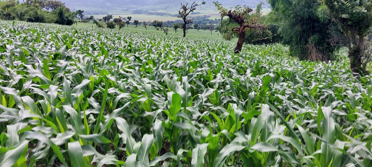 DenuAman's tweet photo. In Buno Bedele district, 66,000 hectares of land will be cultivated with maize this year and the production will be over 4 million quintals. https://t.co/hvwLyD0iwd
