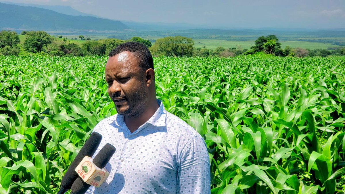 DenuAman's tweet photo. In Buno Bedele district, 66,000 hectares of land will be cultivated with maize this year and the production will be over 4 million quintals. https://t.co/hvwLyD0iwd