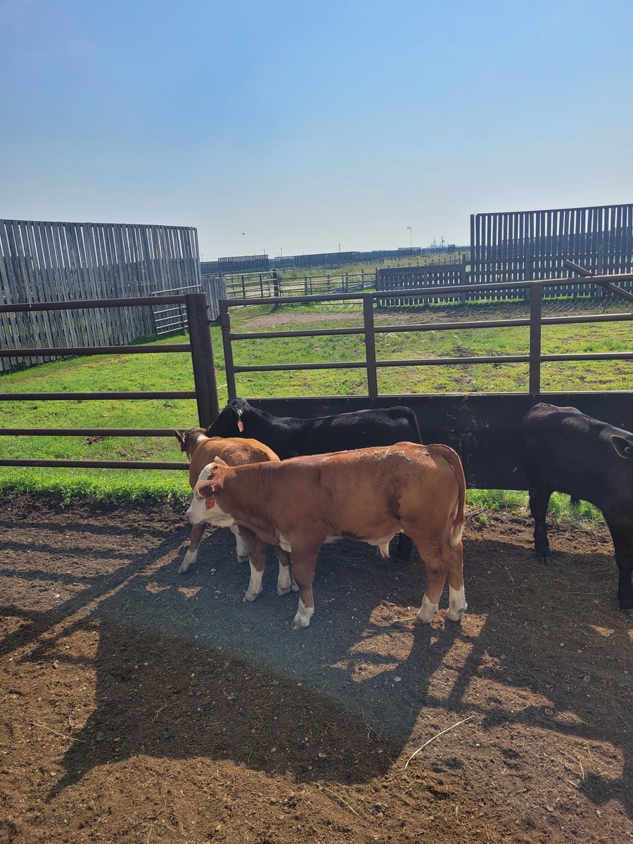 DrBart_Beef's tweet photo. #LardnerLab Teamwork #VaccineResearch #ImplantResearch Sergio Lasso #TermuendeResearchRanch #WBDC @K_Nielsen2 @morgan_lehmann @cabritanchak @BrookeaTindal @DiegoMoyaSask Dr Medeiros da Silva @kathy_a_larson @agbiousask @SKAgriculture https://t.co/5LqESJiFc2
