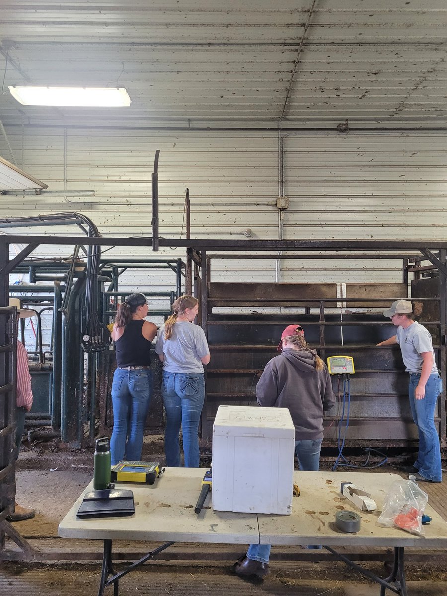 DrBart_Beef's tweet photo. #LardnerLab Teamwork #VaccineResearch #ImplantResearch Sergio Lasso #TermuendeResearchRanch #WBDC @K_Nielsen2 @morgan_lehmann @cabritanchak @BrookeaTindal @DiegoMoyaSask Dr Medeiros da Silva @kathy_a_larson @agbiousask @SKAgriculture https://t.co/5LqESJiFc2
