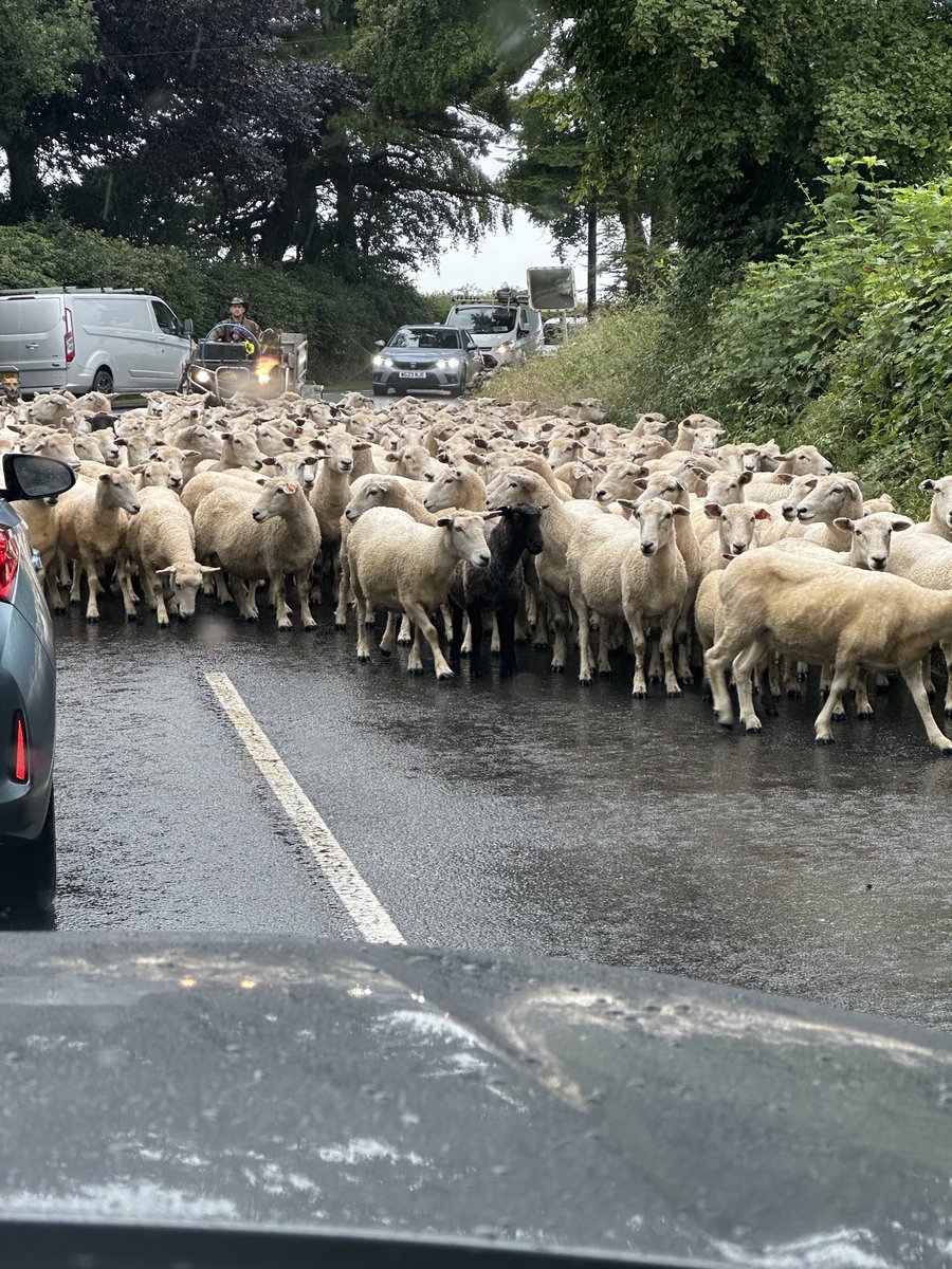 Rush hour in Devon! #Devonlife