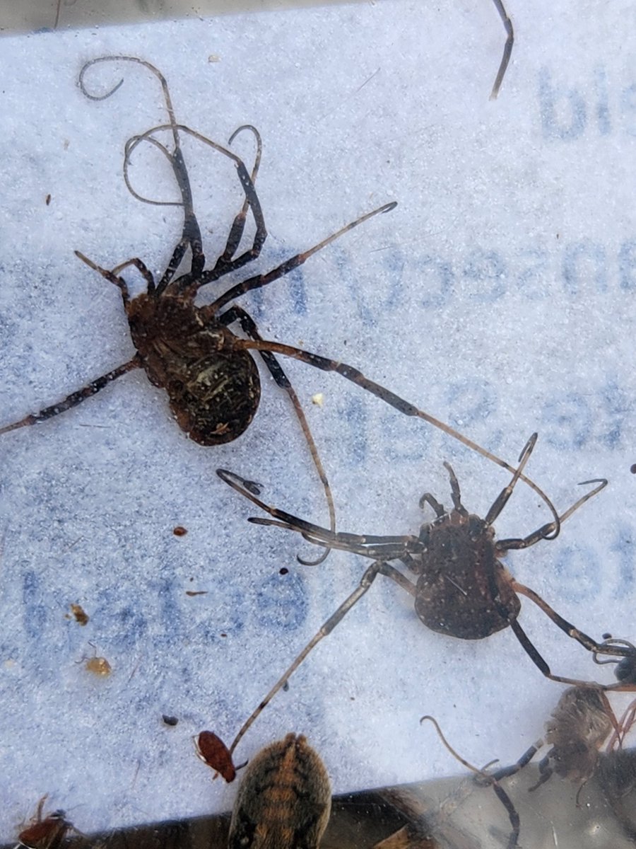 Got back from #AAS2023 at 12:30 am and was on the road for the 2.25 hr drive to my field sites at #FPNG by 5:30 am! A few pictures from today's "office" time. A peculiar mushroom pair emerging from a cow patty, and some opilionids from pitfall traps collected today. <a href="/USFSNebraska/">Nebraska NF&G</a>