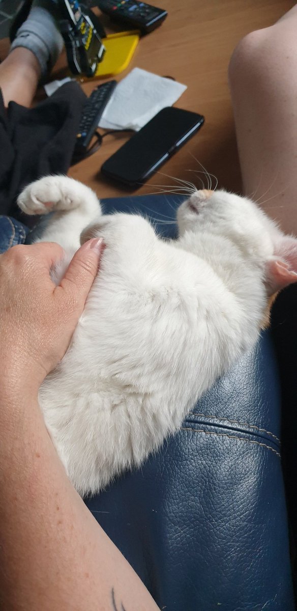 cLouffy's tweet photo. Tu es tendu Twitter, qqs photos de Rose pour un peu de douceur 🐱✌ https://t.co/UGapH5jpgW