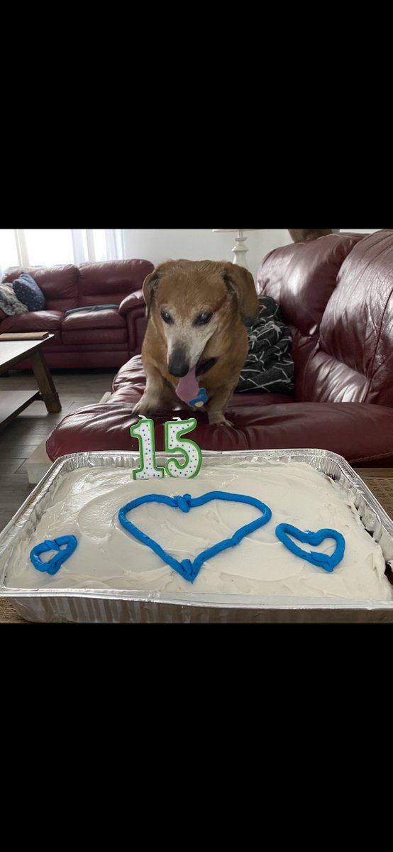 Happy Birthday to Harley!!  It’s time for cake!!  🎂