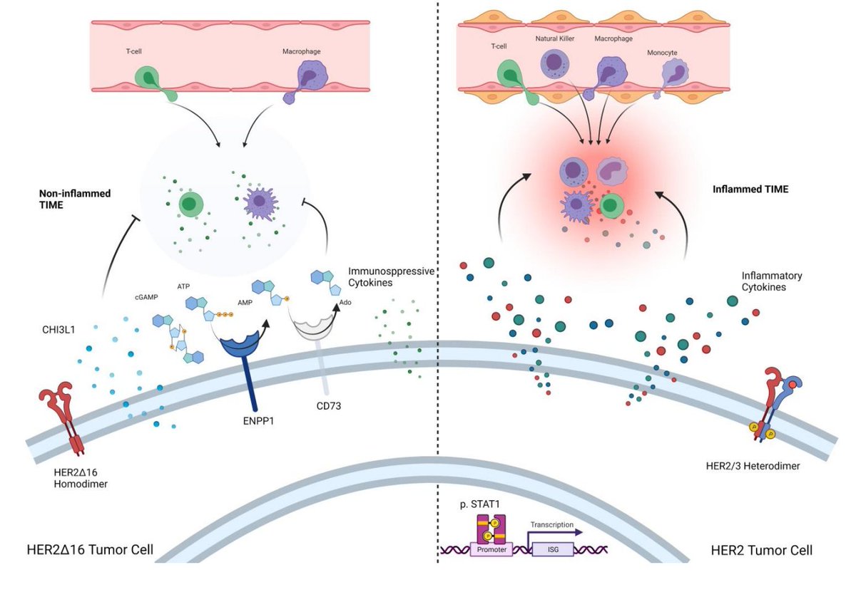 CIR_AACR's tweet photo. HER2∆16 Engages ENPP1 To Promote an Immune Cold Microenvironment in #BreastCancer, by Sherif Samer Attalla, Jonathan Boucher, Philippe P. Roux, William J. Muller et al.
https://t.co/InVYUqLTl7
@TaifourT https://t.co/S3uGma3xX2