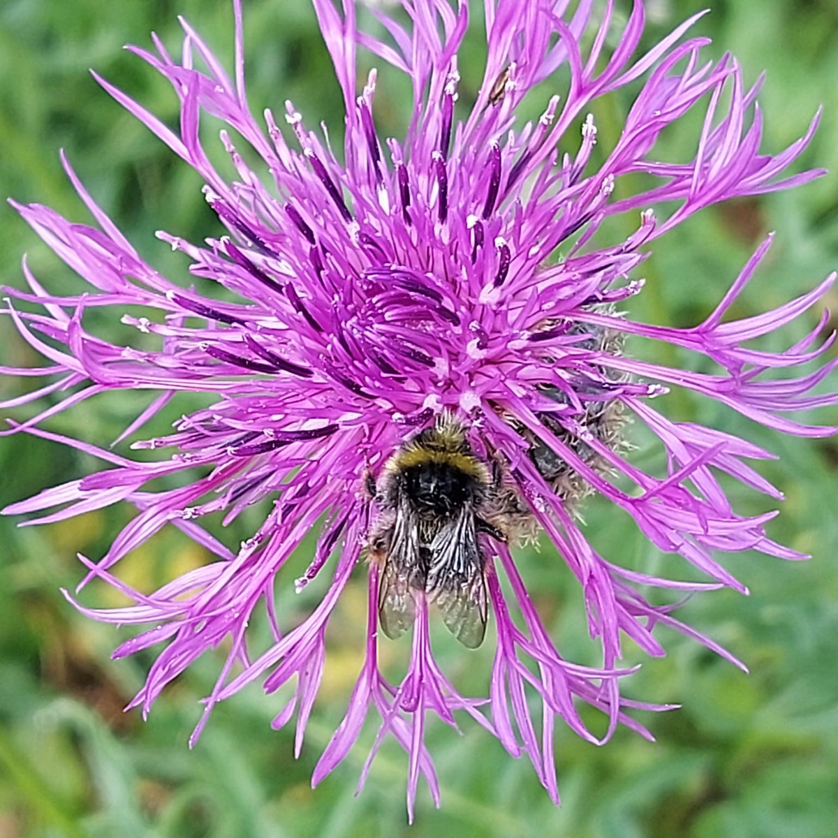 BerryHeadRanger tweet picture