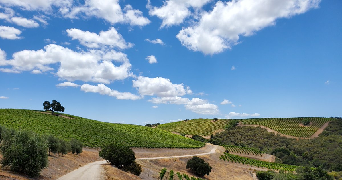 Oak Trees 🌳, Vines 🍇 & Beautiful Views 📸

We ❤️ Paso!

What's your favorite view in Paso?

#vines #vine #explore #like #toasttours #winetour #winetasting #wine #winelover #winery #winetime #winelovers #winecountry #winelife #winetourism #vineyard #redwine #wines