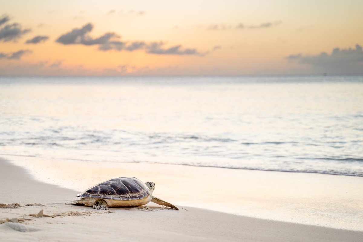 Cayman Turtle Centre tweet media