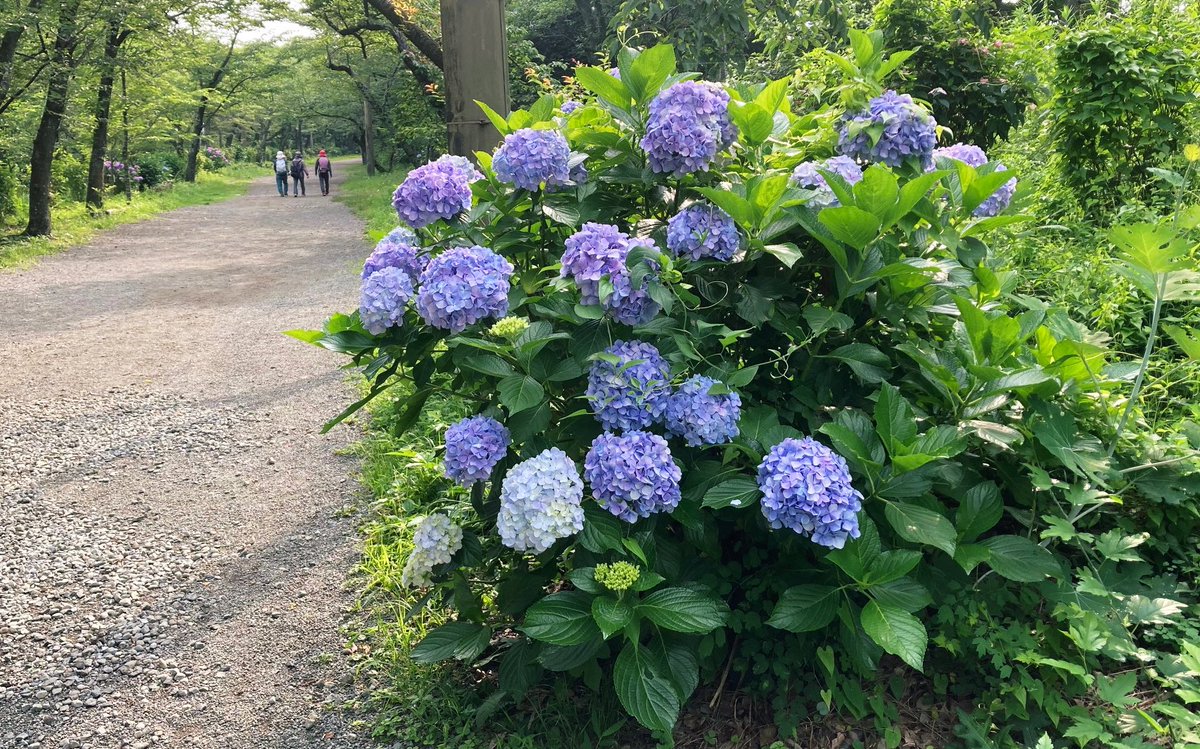 sun946tozan's tweet photo. #6月を写真4枚で振り返る

これまでに一番多くの紫陽花を
訪ね歩き そして見た月でした🙂

①川崎市の"あじさい寺" #妙楽寺
境内に広がる圧巻の紫陽花

②開成町あじさいまつり
　鮮やか過ぎる"開成ブルー"

③東急世田谷線沿いの紫陽花

④秦野市の #弘法山 の頂上直下
散策の道沿いの紫陽花 https://t.co/qAzAkZ8ftr