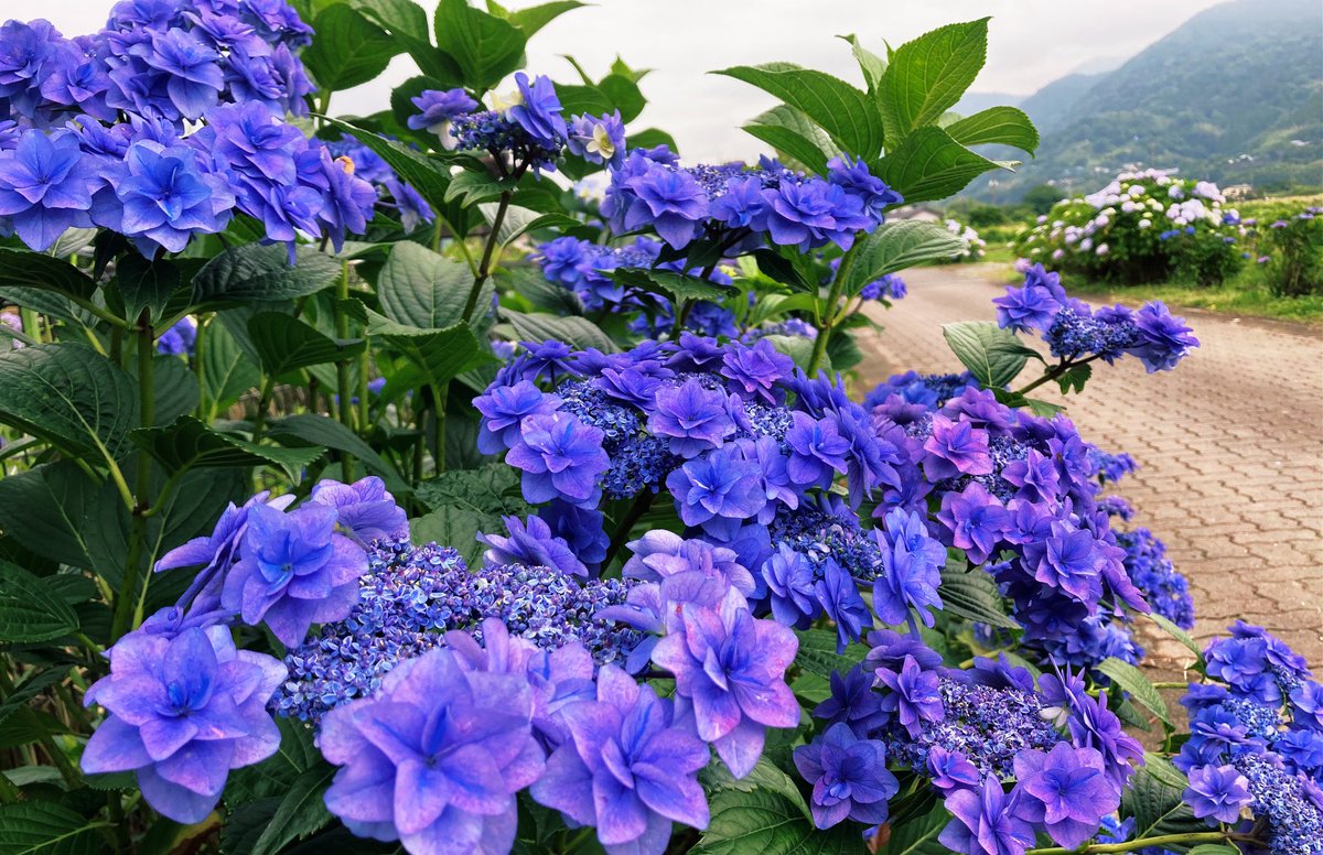 sun946tozan's tweet photo. #6月を写真4枚で振り返る

これまでに一番多くの紫陽花を
訪ね歩き そして見た月でした🙂

①川崎市の"あじさい寺" #妙楽寺
境内に広がる圧巻の紫陽花

②開成町あじさいまつり
　鮮やか過ぎる"開成ブルー"

③東急世田谷線沿いの紫陽花

④秦野市の #弘法山 の頂上直下
散策の道沿いの紫陽花 https://t.co/qAzAkZ8ftr