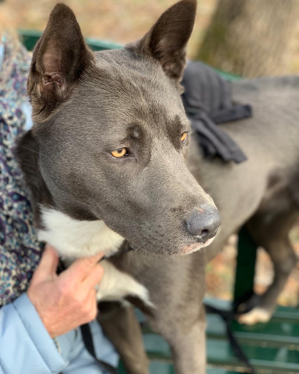 F3_Minuteman's tweet photo. Mom just moved into a senior community and needs to rehome her dog. 15 mo old Shae is a loyal, protective, sweet, powerful, and pretty husky/pit/shepard mix. If you or someone you know and trust is looking for a dog, please contact me. @F3theFort @F3RockHill https://t.co/n2v6vckbqr