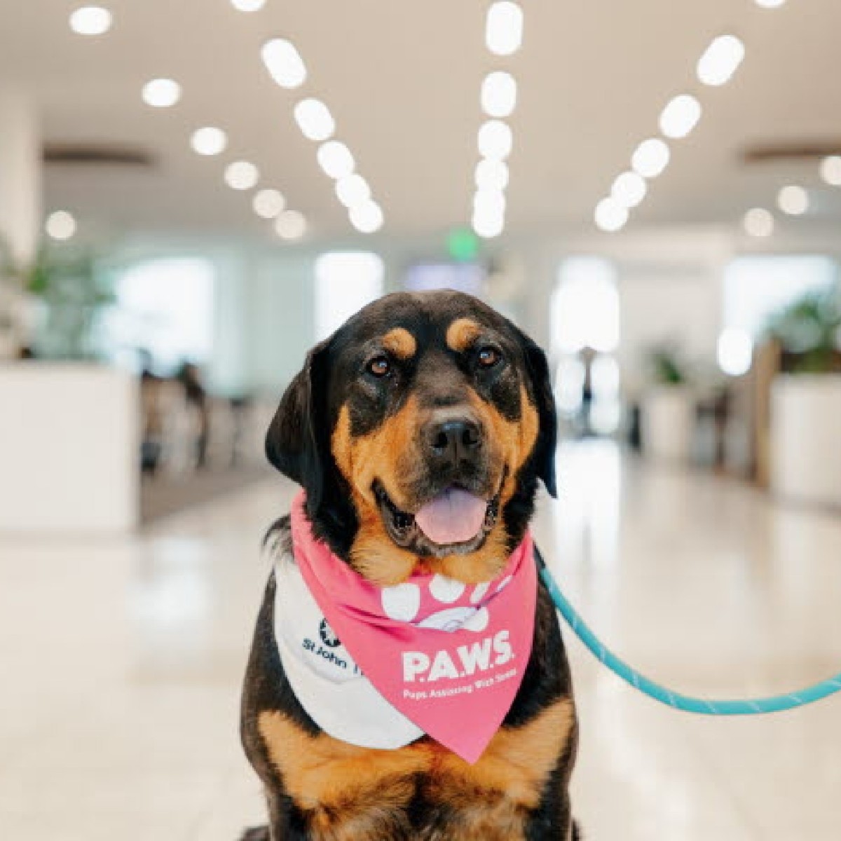 Flying to or from Christchurch during the school hols? Check-in to see our Therapy Pets for some first-class pats and belly rubs to help feel more relaxed. Thanks to our friends and co-captains at @CHC_Airport ✈️ 📸 Christchurch Airport #Dog #StJohn #Travel