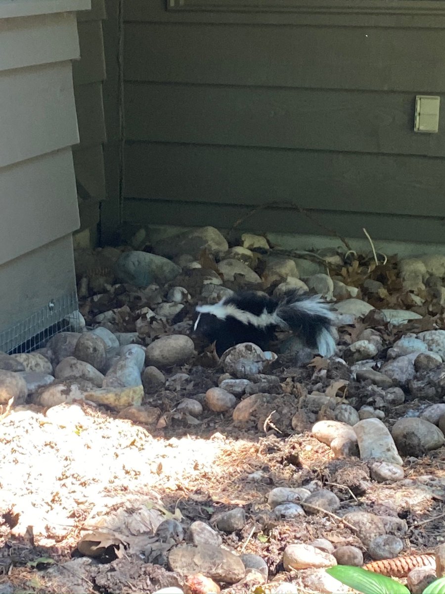 ExitWildlife's tweet photo. Hello there!! 🦨 it’s Fun Fact Friday🦨 sorry to make a “stink”, but did you know these cute striped creatures (aka Skunks) are very nearly blind? They mostly use their sense of sound and smell to get around 👂👃 #FunFactFriday #exitwildlife #skunkremoval #humaneanimalcontrol https://t.co/u52ll0WNG0