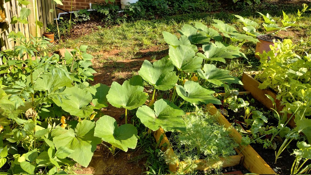 ryangilchrest's tweet photo. Don't know if I'll get any pumpkins, but I'm growing an epic vine. https://t.co/gINwiIDr7V