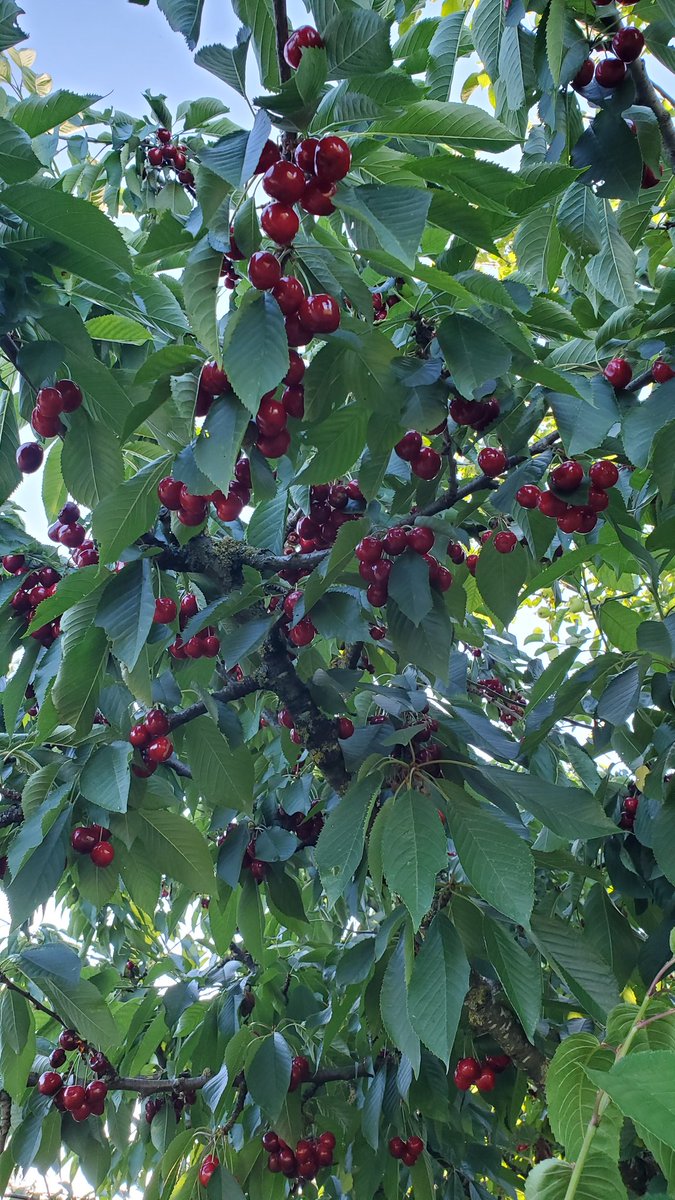 Jaysea93's tweet photo. 🍒🍒🍒👀🍒🍒🍒 https://t.co/85oMlbZuGf