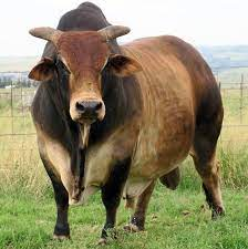 sumJamaa's tweet photo. Chicago Bulls Vs Siakago Bulls #KenyaVsUSA https://t.co/cG94RCyr7R