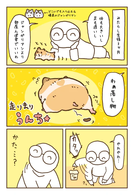 ゴールデンハムスター、カーテンレール事件 