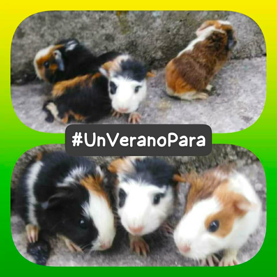 No me canso de mirarlos, he aprendido a amarlos, por eso tendré #UnVeranoPara verlos crecer y reproducirse. #DeZurdaTeam 🐊 @DeZurdaTeam_