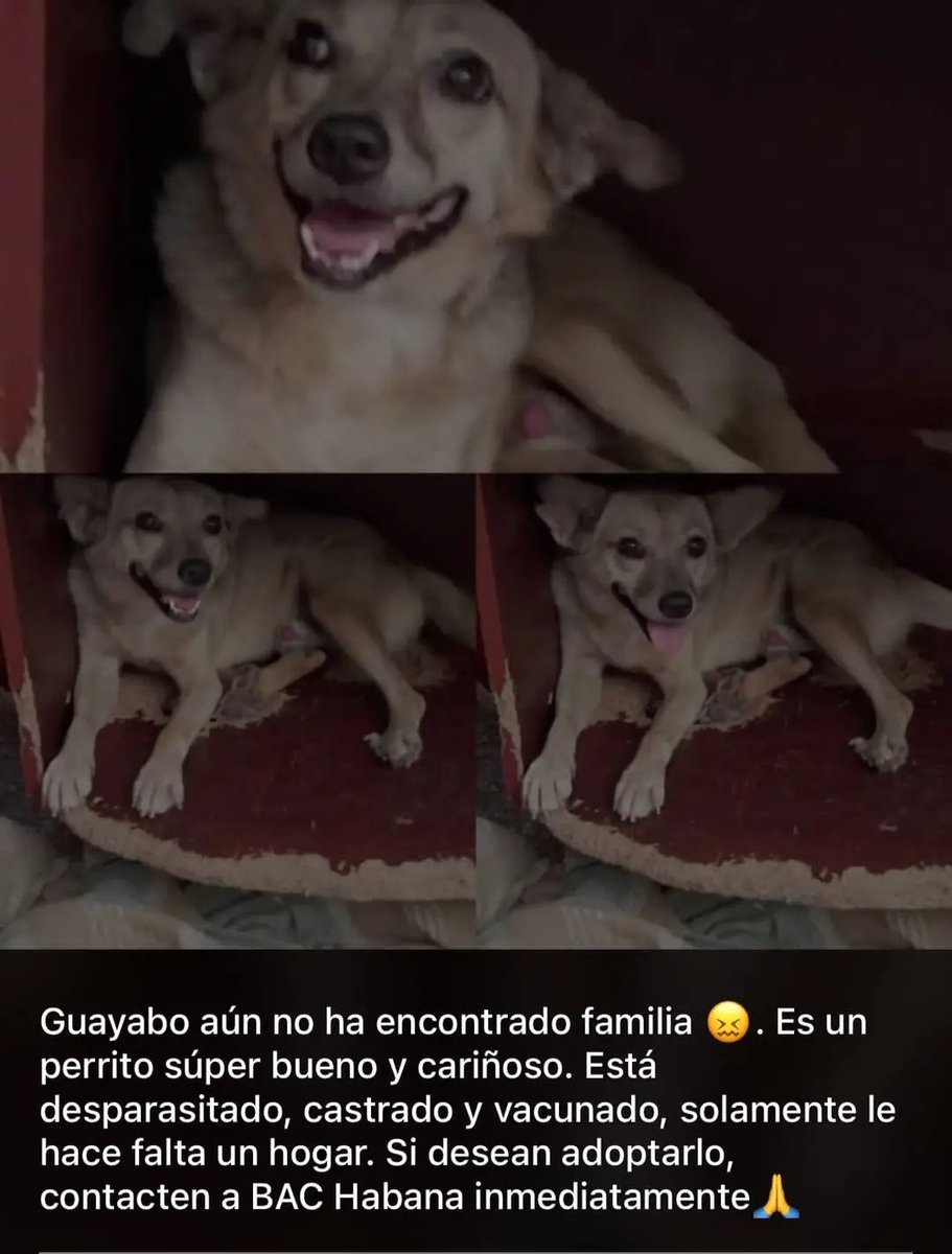 3 veces me han devuelto. Estoy condenado a nunca seré adoptado. Estoy muy triste. Nadie tampoco compartirá este post 😭😭

Por favor, esta es mi última esperanza. Ayuda 😭😭