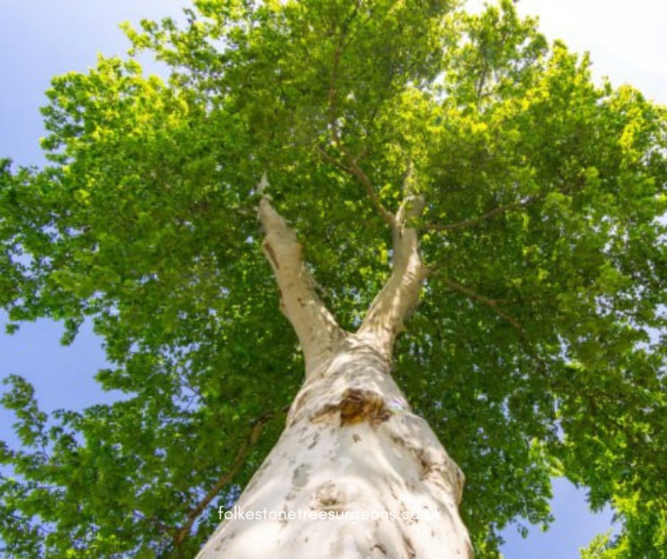 FolkestoneTree's tweet image. Caring for trees, preserving the planet! Trust our expert team to provide exceptional tree care services for a greener tomorrow. Get in touch on Folkestone Tree Surgeons today!

#treesurgeons #treelife #treecutting