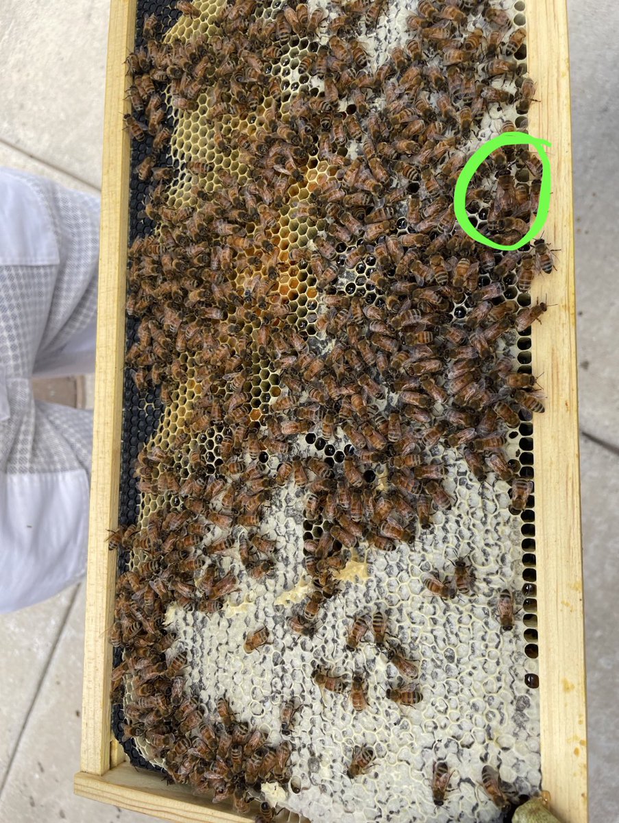 WolfPackPTSD's tweet photo. @RadioMoser I’ve looking bees https://t.co/QK45vwqR5E