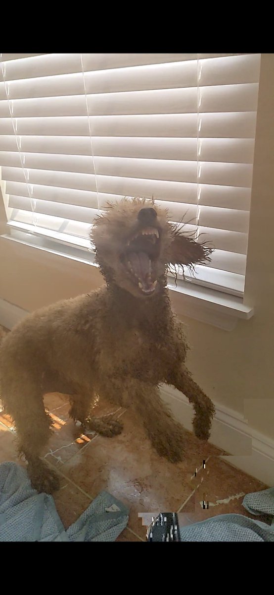 This little buddy got a bath today!
🐩🚿