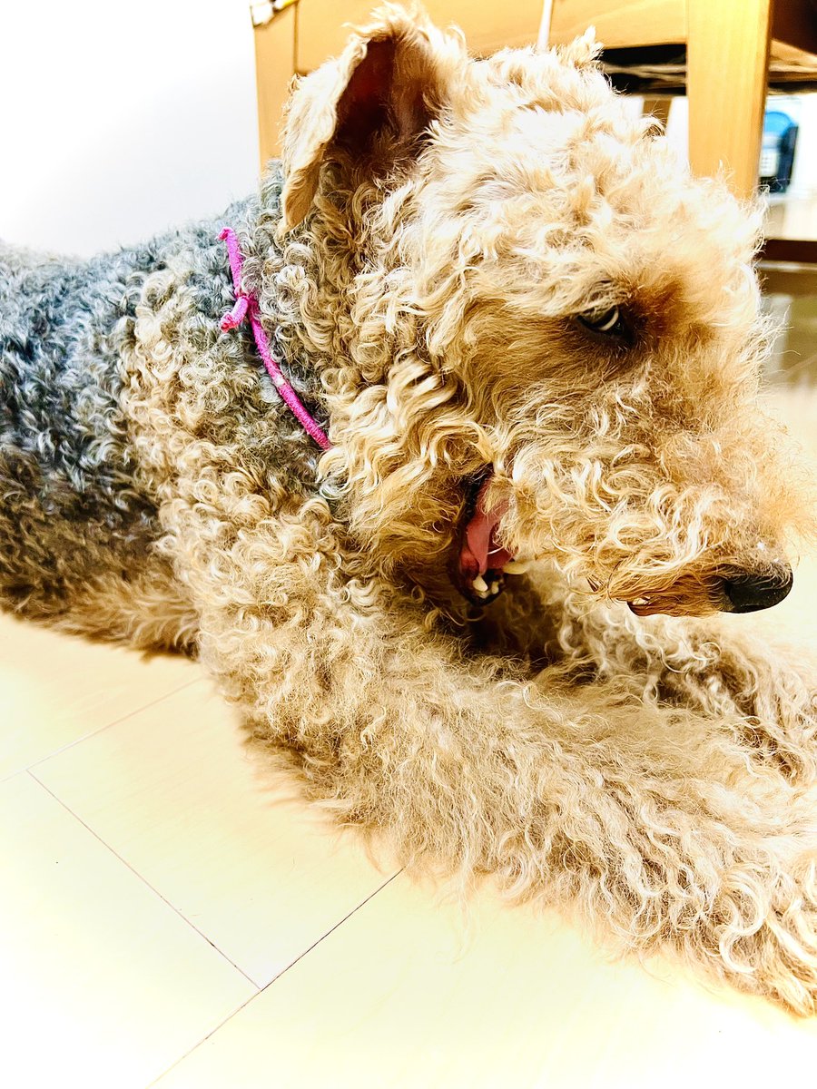 あどね〜ボクね〜
#貴乃花幼少期のものまね