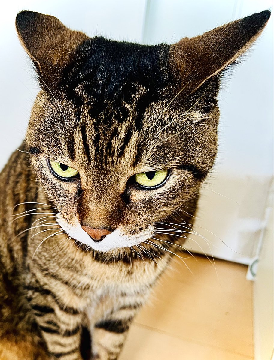 <a href="/DJdJYjMNuEx1f8H/">雉子虎</a> 可愛いおくちきたきた〰️😍❤️

↓イカ耳男爵な#土アップ祭🐇