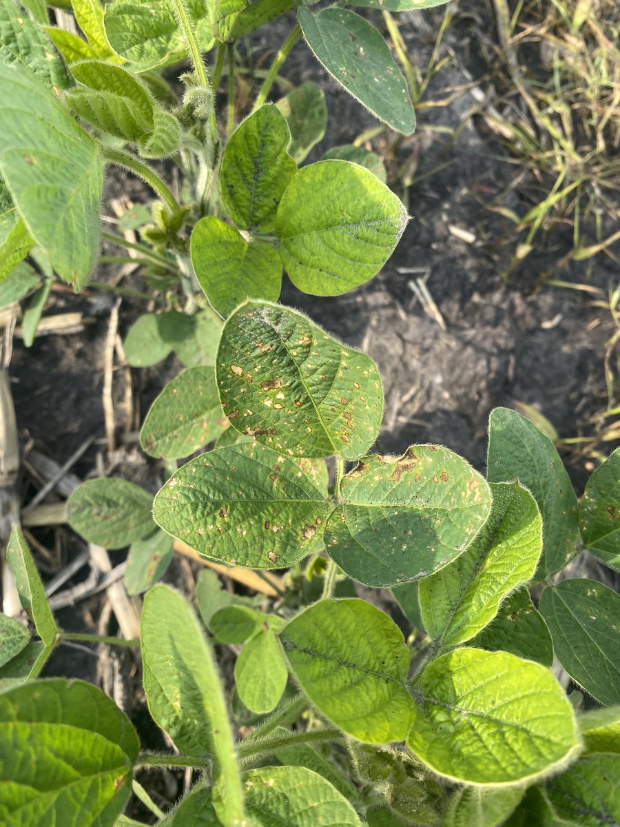 UMN NWROC (@cfans_nwroc) on Twitter photo Thank you <a href="/peltier_angie/">Angie Peltier</a> for helping us identify this mysterious disease in some of our research plots! 🕵🏼🔎
blog-nwcrops.extension.umn.edu/2023/06/are-yo… Thank you <a href="/peltier_angie/">Angie Peltier</a> for helping us identify this mysterious disease in some of our research plots! 🕵🏼🔎
blog-nwcrops.extension.umn.edu/2023/06/are-yo…