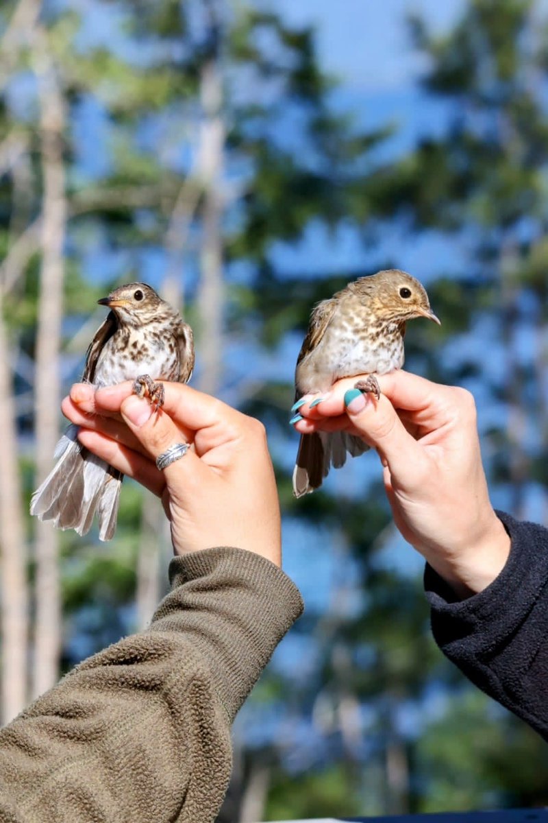 umbirdecology's tweet photo. Last week #UMBEL biologists Holly Garrod and Mary Venegas visited the Flathead Lake Biological Station (FLBS) to give a #BirdBanding demonstration.
Students practiced their bird ID skills and learned all about the process of bird banding - from capture to banding to release! https://t.co/2Wc6GbMW8y