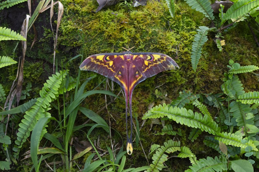 FishGuyKai's tweet image. Actias isis, a species of moon moth endemic to Sulawesi. This one’s a little beat up.