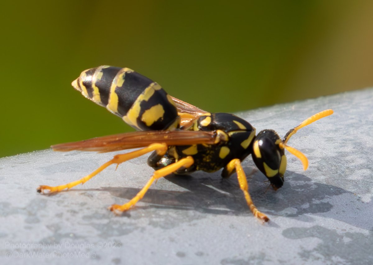 DarkWaterPhotos's tweet image. Ermagherd it's a bug!   Paper wasp maybe? On a railing at Col. Sam Smith Park.