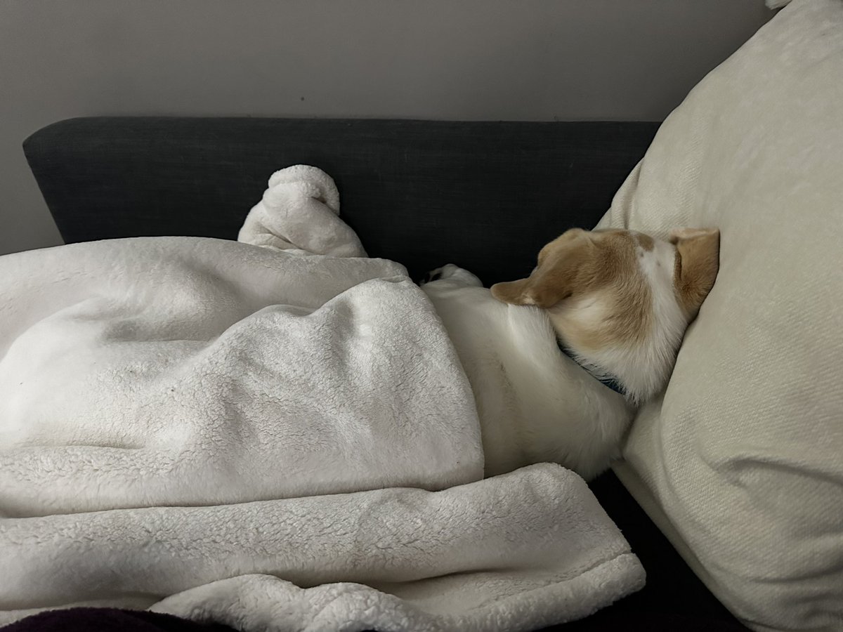 danielle tweet media