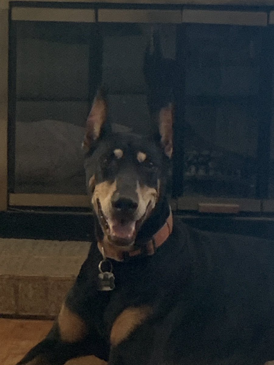 pinch_weasel's tweet photo. 100° outside. Happy dogs huffin and puffin. #dobies https://t.co/LbQUhdbfH3